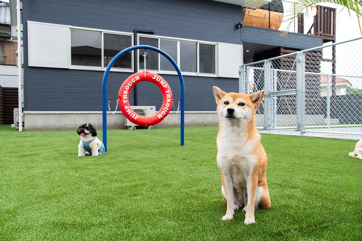 DogVillaSanpoのドッグラン