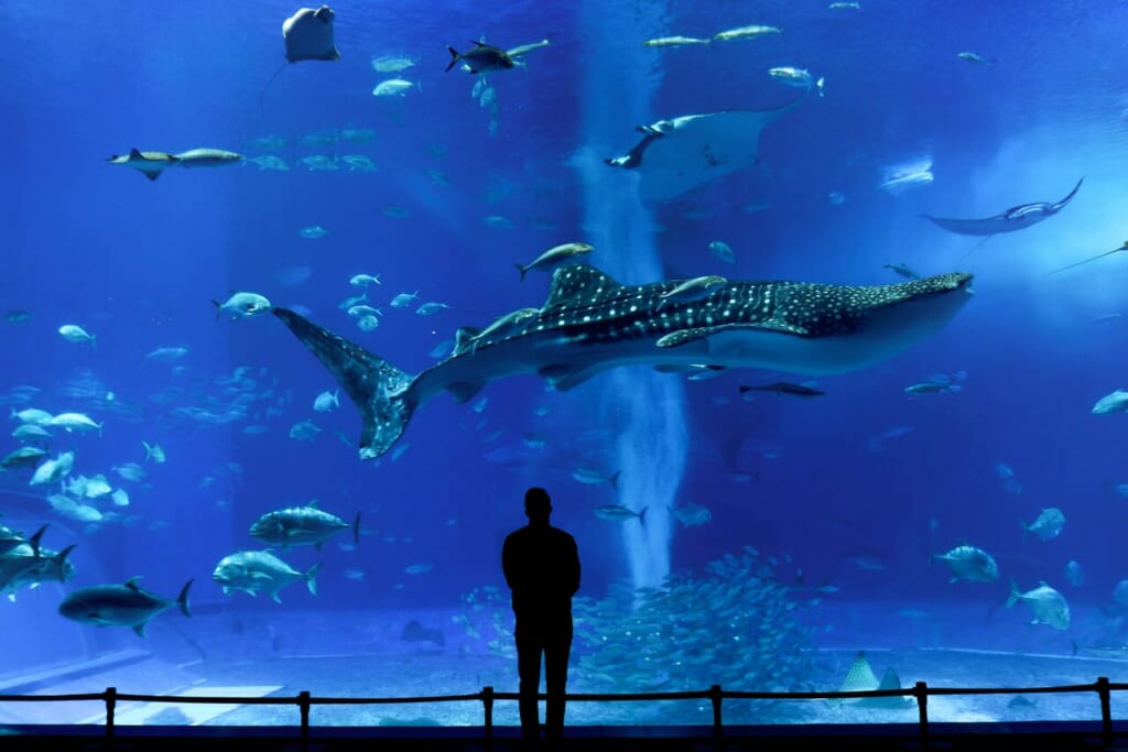 沖縄美ら海水族館の水槽を泳ぐジンベエザメ