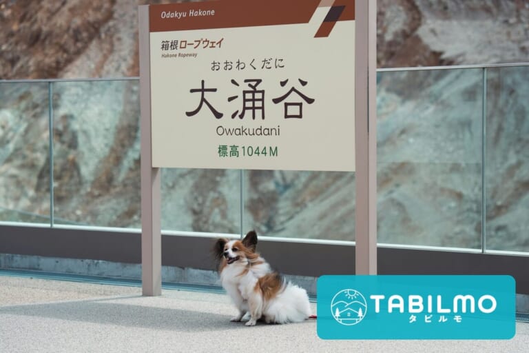 大涌谷の看板前に佇むわんこ‐TABILMOコラム