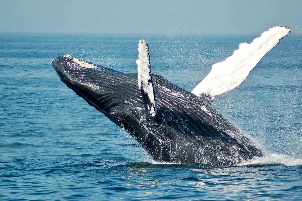 海面からジャンプするザトウクジラ(イメージ)