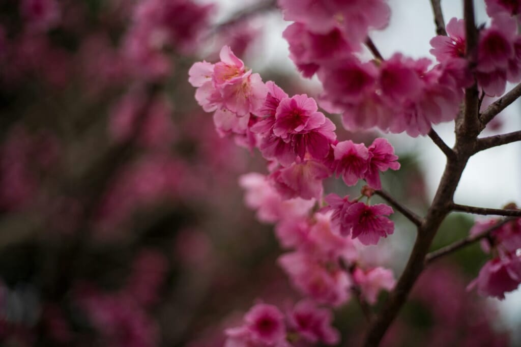 沖縄の寒緋桜(イメージ)